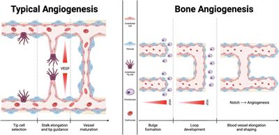 Bone angiocrine factors